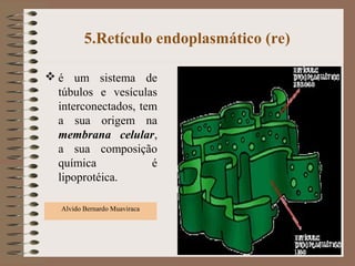 5.Retículo endoplasmático (re)
 é um sistema de
túbulos e vesículas
interconectados, tem
a sua origem na
membrana celular,
a sua composição
química é
lipoprotéica.
30
Alvido Bernardo Muaviraca
 