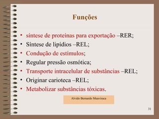 Funções
• síntese de proteínas para exportação –RER;
• Síntese de lipídios –REL;
• Condução de estímulos;
• Regular pressão osmótica;
• Transporte intracelular de substâncias –REL;
• Originar carioteca –REL;
• Metabolizar substâncias tóxicas.
31
Alvido Bernardo Muaviraca
 