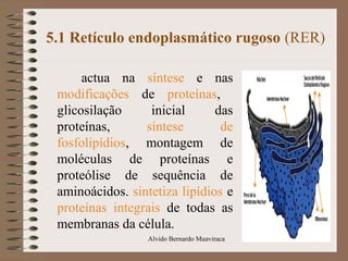 5.1 Retículo endoplasmático rugoso (RER)
actua na síntese e nas
modificações de proteínas,
glicosilação inicial das
proteínas, síntese de
fosfolipídios, montagem de
moléculas de proteínas e
proteólise de sequência de
aminoácidos. sintetiza lipídios e
proteínas integrais de todas as
membranas da célula.
32Alvido Bernardo Muaviraca
 