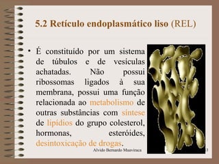 5.2 Retículo endoplasmático liso (REL)
• É constituído por um sistema
de túbulos e de vesículas
achatadas. Não possui
ribossomas ligados à sua
membrana, possui uma função
relacionada ao metabolismo de
outras substâncias com síntese
de lipídios do grupo colesterol,
hormonas, esteróides,
desintoxicação de drogas.
33Alvido Bernardo Muaviraca
 