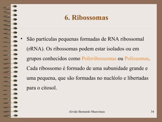 6. Ribossomas
• São partículas pequenas formadas de RNA ribossomal
(rRNA). Os ribossomas podem estar isolados ou em
grupos conhecidos como Polirribossomas ou Polissomas.
Cada ribossomo é formado de uma subunidade grande e
uma pequena, que são formadas no nucléolo e libertadas
para o citosol.
34Alvido Bernardo Muaviraca
 
