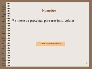 Funções
síntese de proteínas para uso intra-celular
Alvido Bernardo Muaviraca
35
 