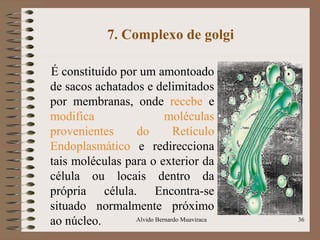 7. Complexo de golgi
É constituído por um amontoado
de sacos achatados e delimitados
por membranas, onde recebe e
modifica moléculas
provenientes do Retículo
Endoplasmático e redirecciona
tais moléculas para o exterior da
célula ou locais dentro da
própria célula. Encontra-se
situado normalmente próximo
ao núcleo. 36Alvido Bernardo Muaviraca
 