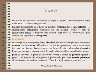 Plastos
Os plastos são estruturas exclusivas de algas e vegetais. O seu número e forma
varia muito conforme o organismo.
Existem basicamente dois tipos de plastos: cromoplastos e leucoplastos. Os
cromoplastos apresentam pigmentos no seu interior (cromo = cor), os
leucoplastos (leuco = branco), não contém pigmentos. O cromoplasto mais
comum nos vegetais é o cloroplasto.
Cloroplasto
Os cloroplastos apresentam forma discoidal, são envolvidos por uma membrana
externa e uma interna. Além destas, os plastos apresentam muitas membranas
internas que formam bolsas chatas em forma de disco chamadas tilacóides.
Estes, por sua vez, estão dispostos de modo a formar pilhas, semelhantes a uma
pilha de moedas. A pilha de tilacóides recebe o nome de granum (plural =
grana) . O interior do cloroplasto é preenchido por uma matriz gelatinosa
chamada estroma, onde se encontram DNA, RNA, ribossomos, enzimas, etc.
37Alvido Bernardo Muaviraca
 