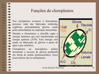 Funções de cloroplastos
Nos cloroplastos acontece a fotossíntese,
processo onde são fabricadas moléculas
orgânicas, principalmente glicose, usada
pelas mitocôndrias na respiração intracelular.
Durante a fotossíntese a clorofila capta a
energia luminosa que será transformada em
energia química (ATP). Essa energia será
usada na fabricação de glicose a partir de
água e gás carbônico.
Cloroplastos ou leucoplastos podem
armazenar o excesso de glicose produzida
em forma de amido (polissacarídeo). Esses
reservatórios são os amiloplastos.
38Alvido Bernardo Muaviraca
 