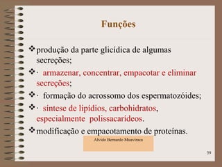 Funções
produção da parte glicídica de algumas
secreções;
· armazenar, concentrar, empacotar e eliminar
secreções;
· formação do acrossomo dos espermatozóides;
· síntese de lipídios, carbohidratos,
especialmente polissacarídeos.
modificação e empacotamento de proteínas.
Alvido Bernardo Muaviraca
39
 