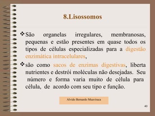 8.Lisossomos
São organelas irregulares, membranosas,
pequenas e estão presentes em quase todos os
tipos de células especializadas para a digestão
enzimática intracelulares,
são como sacos de enzimas digestivas, liberta
nutrientes e destrói moléculas não desejadas. Seu
número e forma varia muito de célula para
célula, de acordo com seu tipo e função.
Alvido Bernardo Muaviraca
40
 