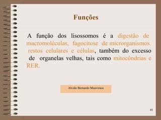 Funções
A função dos lisossomos é a digestão de
macromoléculas, fagocitose de microrganismos,
restos celulares e células, também do excesso
de organelas velhas, tais como mitocôndrias e
RER.
Alvido Bernardo Muaviraca
41
 