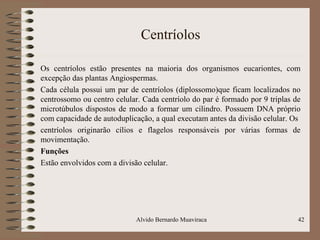 Centríolos
Os centríolos estão presentes na maioria dos organismos eucariontes, com
excepção das plantas Angiospermas.
Cada célula possui um par de centríolos (diplossomo)que ficam localizados no
centrossomo ou centro celular. Cada centríolo do par é formado por 9 triplas de
microtúbulos dispostos de modo a formar um cilindro. Possuem DNA próprio
com capacidade de autoduplicação, a qual executam antes da divisão celular. Os
centríolos originarão cílios e flagelos responsáveis por várias formas de
movimentação.
Funções
Estão envolvidos com a divisão celular.
42Alvido Bernardo Muaviraca
 