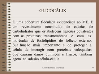 GLICOCÁLIX
É uma cobertura floculada evidenciada ao ME. É
um revestimento constituído de cadeias de
carbohidratos que estabelecem ligações covalentes
com as proteínas; transmembrana e com as
moléculas de fosfolipídios do folheto externo.
Sua função mais importante é de proteger a
célula de interagir com proteínas inadequadas
que causam danos químicos e físicos, também
agem na adesão célula-célula
Alvido Bernardo Muaviraca 44
 
