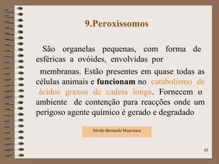 9.Peroxissomos
São organelas pequenas, com forma de
esféricas a ovóides, envolvidas por
membranas. Estão presentes em quase todas as
células animais e funcionam no catabolismo de
ácidos graxos de cadeia longa. Fornecem o
ambiente de contenção para reacções onde um
perigoso agente químico é gerado e degradado
Alvido Bernardo Muaviraca
45
 