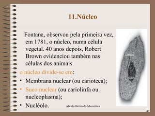 11.Núcleo
Fontana, observou pela primeira vez,
em 1781, o núcleo, numa célula
vegetal. 40 anos depois, Robert
Brown evidenciou também nas
células dos animais.
o núcleo divide-se em:
• Membrana nuclear (ou carioteca);
• Suco nuclear (ou cariolinfa ou
nucleoplasma);
• Nucléolo.
47
Alvido Bernardo Muaviraca
 