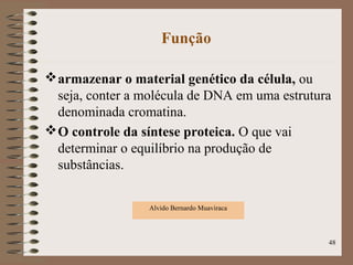 Função
armazenar o material genético da célula, ou
seja, conter a molécula de DNA em uma estrutura
denominada cromatina.
O controle da síntese proteica. O que vai
determinar o equilíbrio na produção de
substâncias.
Alvido Bernardo Muaviraca
48
 