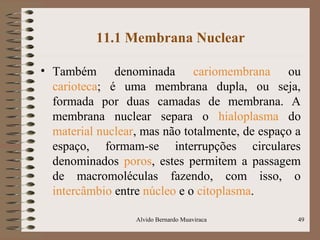 11.1 Membrana Nuclear
• Também denominada cariomembrana ou
carioteca; é uma membrana dupla, ou seja,
formada por duas camadas de membrana. A
membrana nuclear separa o hialoplasma do
material nuclear, mas não totalmente, de espaço a
espaço, formam-se interrupções circulares
denominados poros, estes permitem a passagem
de macromoléculas fazendo, com isso, o
intercâmbio entre núcleo e o citoplasma.
49Alvido Bernardo Muaviraca
 