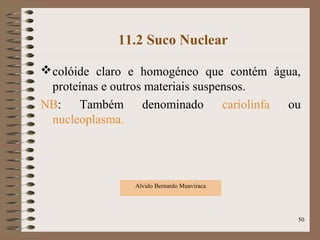 11.2 Suco Nuclear
colóide claro e homogéneo que contém água,
proteínas e outros materiais suspensos.
NB: Também denominado cariolinfa ou
nucleoplasma.
Alvido Bernardo Muaviraca
50
 