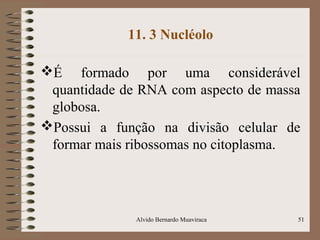 11. 3 Nucléolo
É formado por uma considerável
quantidade de RNA com aspecto de massa
globosa.
Possui a função na divisão celular de
formar mais ribossomas no citoplasma.
51Alvido Bernardo Muaviraca
 