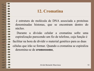 12. Cromatina
é estrutura de molécula de DNA associada a proteínas
denominadas histonas, que se encontram dentro do
núcleo.
Durante a divisão celular a cromatina sofre uma
espiralização parecendo um fio de telefone, cuja função é
facilitar na hora de dividir o material genético para as duas
células que irão se formar. Quando a cromatina se espiraliza
denomina-se de cromossomo,
Alvido Bernardo Muaviraca 52
 