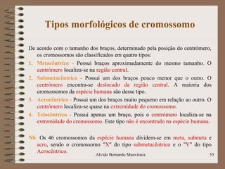 Tipos morfológicos de cromossomo
De acordo com o tamanho dos braços, determinado pela posição do centrómero,
os cromossomos são classificados em quatro tipos:
1. Metacêntrico - Possui braços aproximadamente do mesmo tamanho. O
centrómero localiza-se na região central.
2. Submetacêntrico - Possui um dos braços pouco menor que o outro. O
centrómero encontra-se deslocado da região central. A maioria dos
cromossomos da espécie humana são desse tipo.
3. Acrocêntrico - Possui um dos braços muito pequeno em relação ao outro. O
centrómero localiza-se quase na extremidade do cromossomo.
4. Telocêntrico - Possui apenas um braço, pois o centrómero localiza-se na
extremidade do cromossomo. Este tipo não é encontrado na espécie humana.
Nb: Os 46 cromossomos da espécie humana dividem-se em meta, submeta e
acro, sendo o cromossomo "X" do tipo submetacêntrico e o "Y" do tipo
Acrocêntrico.
53Alvido Bernardo Muaviraca
 