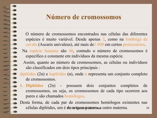 Número de cromossomos
O número de cromossomos encontrados nas células das diferentes
espécies é muito variável. Desde apenas 2, como na lombriga de
cavalo (Ascaris univaleus), até mais de1.000 em certos protozoários.
Na espécie humana são 46, contudo o número de cromossomos é
específico e constante em indivíduos da mesma espécie.
Assim, quanto ao número de cromossomos, as células ou indivíduos
são classificados em dois tipos principais :
diplóides (2n) e haplóides (n), onde n representa um conjunto completo
de cromossomos.
1. Diplóides (2n) - possuem dois conjuntos completos de
cromossomos, ou seja, os cromossomos de cada tipo ocorrem aos
pares e são chamados homólogos.
Desta forma, de cada par de cromossomos homólogos existentes nas
células diplóides, um é de origem paterna e outro materna. 54Alvido Bernardo Muaviraca
 