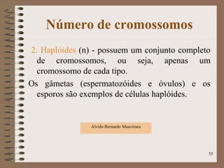 Número de cromossomos
2. Haplóides (n) - possuem um conjunto completo
de cromossomos, ou seja, apenas um
cromossomo de cada tipo.
Os gâmetas (espermatozóides e óvulos) e os
esporos são exemplos de células haplóides.
Alvido Bernardo Muaviraca
55
 