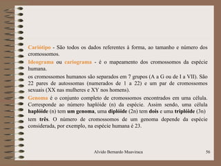 Cariótipo - São todos os dados referentes à forma, ao tamanho e número dos
cromossomos.
Ideograma ou cariograma - é o mapeamento dos cromossomos da espécie
humana.
os cromossomos humanos são separados em 7 grupos (A a G ou de I a VII). São
22 pares de autossomas (numerados de 1 a 22) e um par de cromossomos
sexuais (XX nas mulheres e XY nos homens).
Genoma é o conjunto completo de cromossomos encontrados em uma célula.
Corresponde ao número haplóide (n) da espécie. Assim sendo, uma célula
haplóide (n) tem um genoma, uma diplóide (2n) tem dois e uma triplóide (3n)
tem três. O número de cromossomos de um genoma depende da espécie
considerada, por exemplo, na espécie humana é 23.
56Alvido Bernardo Muaviraca
 
