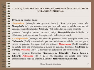ALTERAÇÃO DO NÚMERO DE CROMOSSOMOS NAS CÉLULAS SOMÁTICAS
(MUTAÇÕES NUMÉRICAS)
Dividem-se em dois tipos:
•Euploidiais (alteração do genoma inteiro): Seus principais casos são
Monoploidia (n), que caracteriza-se por um indivíduo ou célula com um só
genoma. Exemplo: Zangão; Triploidia (3n), indivíduo ou célula com três
genomas. Exemplos: banana, melancia, tulipa; Tetraploidia (4n), indivíduo ou
célula com quatro genomas. Exemplo: café, milho, trigo, maçã.
• Aneuploidiais (alteração de parte do genoma): Seus principais casos são:
Nulissomia (2n-2), caracterizado por um indivíduo ou célula com um par a
menos no genoma. Exemplo: letal nos animais; Monossomia (2n-1), indivíduo
ou célula com um cromossoma a menos no genoma. Exemplo: Síndrome de
Turner; Trissomia (2n + 1), indivíduo ou célula com um cromossoma a
mais no genoma. Exemplos: Síndromes de Klinefelter, Down, Patau e
Edward; Polissomia (2n + 2, 3, 4), indivíduo ou célula com vários
cromossomas a mais de um tipo. Exemplo: Síndrome de Klinefelter.
57Alvido Bernardo Muaviraca
 