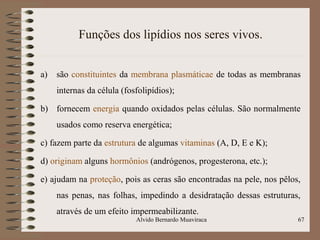 Funções dos lipídios nos seres vivos.
a) são constituintes da membrana plasmáticae de todas as membranas
internas da célula (fosfolipídios);
b) fornecem energia quando oxidados pelas células. São normalmente
usados como reserva energética;
c) fazem parte da estrutura de algumas vitaminas (A, D, E e K);
d) originam alguns hormônios (andrógenos, progesterona, etc.);
e) ajudam na proteção, pois as ceras são encontradas na pele, nos pêlos,
nas penas, nas folhas, impedindo a desidratação dessas estruturas,
através de um efeito impermeabilizante.
67Alvido Bernardo Muaviraca
 