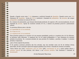 Quando a ligação ocorre entre 2 AA chamamos a molécula formada de dipeptídeo. Quando ocorre com 3AA
chamamos de tripeptídeo. Acima de 4AA a molécula é chamada de polipeptídeo. As proteínas são sempre
polipeptídeos (costuma ter acima de 80 AA).
Se o número de aminoácidos, que formam determinada molécula, for superior a 80, convencionalmente, ela será
chamada de proteína. Apesar de existirem somente 20 AA, o número de proteínas possível é praticamente
infinito.
As proteínas diferem entre si devido:
a) a quantidade de AA na molécula,
b) os tipos de AA,
c) a sequência dos AA na molécula.
Duas proteínas podem ter os mesmos AA nas mesmas quantidades, porém se a sequência dos AA for diferente,
as proteínas serão diferentes. A sequência dos AA na cadeia polipeptídica é o que chamamos de estrutura
primária da proteína. Se a estrutura primária de uma proteína for mudada, a proteína é mudada. A estrutura
primária é importante
para a forma espacial da proteína.
O fio protéico (estrutura primária) não fica esticado, mas sim enrolado como um fio de telefone (forma
helicoidal), devido à projeção espacial da ligação peptídica.Essa forma é chamada de estrutura secundária.
Vários fatores tais como, temperatura, grau de acidez (pH), concentração de sais e outros podem alterar a
estrutura espacial de uma proteína, sem alterar a sua estrutura primária. Este fenômeno é chamado de
desnaturação.
69Alvido Bernardo Muaviraca
 