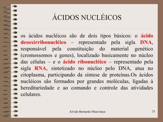 ÁCIDOS NUCLÉICOS
os ácidos nucléicos são de dois tipos básicos: o ácido
desoxirribonucléico – representado pela sigla DNA,
responsável pela constituição do material genético
(cromossomos e genes), localizado basicamente no núcleo
das células – e o ácido ribonucléico – representado pela
sigla RNA, sintetizado no núcleo pelo DNA, atua no
citoplasma, participando da síntese de proteínas.Os ácidos
nucléicos são formados por grandes moléculas, ligadas à
hereditariedade e ao comando e controle das atividades
celulares.
75Alvido Bernardo Muaviraca
 