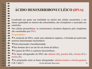 ÁCIDO DESOXIRRIBONUCLÉICO (DNA)
Localizado em quase sua totalidade no núcleo das células eucariontes, e em
menor quantidade no interior das mitocôndrias, dos cloroplastos e associado aos
centríolos.
Nas células procarióticas, os cromossomos circulares dispersos pelo citoplasma
são constituídos por DNA.
Propriedades:
A molécula de DNA, sendo uma substância orgânica, é formada por partículas
menores denominadas nucleotídeos;
Está relacionado à hereditariedade;
Seu formato deve ser um fio em forma de hélice;
O açúcar do DNA é a pentose desoxirribose;
As bases nitrogenadas do DNA são adenina (A), guanina (G), citosina (C) e
timina (T);
As proporções entre as bases nitrogenadas: adenina-timina e citosina-guanina
é de 1 para 1. 76Alvido Bernardo Muaviraca
 