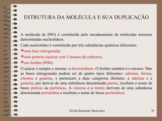 ESTRUTURA DA MOLÉCULA E SUA DUPLICAÇÃO
A molécula de DNA é constituída pelo encadeamento de moléculas menores
denominadas nucleotídeos.
Cada nucleotídeo é constituído por três substâncias químicas diferentes:
uma base nitrogenada;
uma pentose (açúcar com 5 átomos de carbono);
um fosfato (PH4).
O açúcar é sempre o mesmo: a desoxirribose. O fosfato também é o mesmo. Mas
as bases nitrogenadas podem ser de quatro tipos diferentes: adenina, timina,
citosina e guanina, e pertencem a duas categorias distintas: a adenina e a
guanina, por derivar de uma substância denominada purina, recebem o nome de
bases púricas ou purímicas. A citosina e a timina derivam de uma substância
denominada purimidina e recebem o nome de bases purimídicas.
Alvido Bernardo Muaviraca 78
 