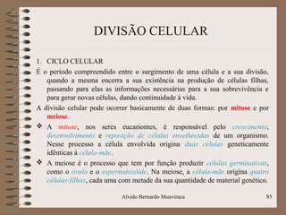 DIVISÃO CELULAR
1. CICLO CELULAR
É o período compreendido entre o surgimento de uma célula e a sua divisão,
quando a mesma encerra a sua existência na produção de células filhas,
passando para elas as informações necessárias para a sua sobrevivência e
para gerar novas células, dando continuidade à vida.
A divisão celular pode ocorrer basicamente de duas formas: por mitose e por
meiose.
 A mitose, nos seres eucariontes, é responsável pelo crescimento,
desenvolvimento e reposição de células envelhecidas de um organismo.
Nesse processo a célula envolvida origina duas células geneticamente
idênticas à célula-mãe.
 A meiose é o processo que tem por função produzir células germinativas,
como o óvulo e o espermatozóide. Na meiose, a célula-mãe origina quatro
células-filhas, cada uma com metade da sua quantidade de material genético.
Alvido Bernardo Muaviraca 85
 