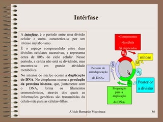 Intérfase
A interfase, é o período entre uma divisão
celular e outra, caracteriza-se por um
intenso metabolismo.
É o espaço compreendido entre duas
divisões celulares sucessivas, e representa
cerca de 80% do ciclo celular. Nesse
período, a célula não está se dividindo, mas
encontra-se em grande atividade
metabólica.
No interior do núcleo ocorre a duplicação
do DNA. No citoplasma ocorre a produção
da proteína histona, que, juntamente com
o DNA, forma os filamentos
cromossômicos, através dos quais as
informações genéticas são transmitidas da
célula-mãe para as células-filhas.
86
•Componentes
•da célula
•já duplicados
mitose
Alvido Bernardo Muaviraca
 