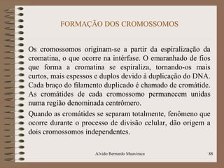 FORMAÇÃO DOS CROMOSSOMOS
Os cromossomos originam-se a partir da espiralização da
cromatina, o que ocorre na intérfase. O emaranhado de fios
que forma a cromatina se espiraliza, tornando-os mais
curtos, mais espessos e duplos devido à duplicação do DNA.
Cada braço do filamento duplicado é chamado de cromátide.
As cromátides de cada cromossomo permanecem unidas
numa região denominada centrômero.
Quando as cromátides se separam totalmente, fenômeno que
ocorre durante o processo de divisão celular, dão origem a
dois cromossomos independentes.
Alvido Bernardo Muaviraca 88
 