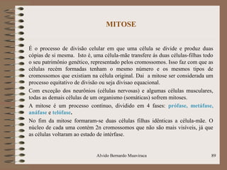 MITOSE
É o processo de divisão celular em que uma célula se divide e produz duas
cópias de si mesma. Isto é, uma célula-mãe transfere ás duas células-filhas todo
o seu patrimônio genético, representado pelos cromossomos. Isso faz com que as
células recém formadas tenham o mesmo número e os mesmos tipos de
cromossomos que existiam na célula original. Dai a mitose ser considerada um
processo equitativo de divisão ou seja divisao equacional.
Com exceção dos neurônios (células nervosas) e algumas células musculares,
todas as demais células de um organismo (somáticas) sofrem mitoses.
A mitose é um processo contínuo, dividido em 4 fases: prófase, metáfase,
anáfase e telófase.
No fim da mitose formaram-se duas células filhas idênticas a célula-mãe. O
núcleo de cada uma contém 2n cromossomos que não são mais visíveis, já que
as células voltaram ao estado de intérfase.
89Alvido Bernardo Muaviraca
 