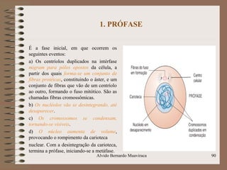 1. PRÓFASE
É a fase inicial, em que ocorrem os
seguintes eventos:
a) Os centríolos duplicados na intérfase
migram para pólos opostos da célula, a
partir dos quais forma-se um conjunto de
fibras protéicas, constituindo o áster, e um
conjunto de fibras que vão de um centríolo
ao outro, formando o fuso mitótico. São as
chamadas fibras cromossômicas.
b) Os nucléolos vão se desintegrando, até
desaparecer.
c) Os cromossomos se condensam,
tornando-se visíveis.
d) O núcleo aumenta de volume,
provocando o rompimento da carioteca
nuclear. Com a desintegração da carioteca,
termina a prófase, iniciando-se a metáfase.
90Alvido Bernardo Muaviraca
 