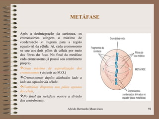 METÁFASE
Após a desintegração da carioteca, os
cromossomos atingem o máximo de
condensação e migram para a região
equatorial da célula. Aí, cada cromossomo
se une aos dois pólos da célula por meio
das fibras do fuso. No final da metáfase
cada cromossomo já possui seu centrômero
próprio.
Grau máximo de espiralização dos
cromossomos (visíveis ao M.O.)
Cromossomos duplos alinhados lado a
lado no equador da célula.
Centríolos dispostos nos pólos opostos
da célula.
No final da metáfase ocorre a divisão
dos centrômeros.
91Alvido Bernardo Muaviraca
 