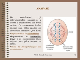 ANÁFASE
Os centrômeros, já
individualizados, separam-se, e
ocorre o encurtamento das fibras
do fuso. Os cromossomos irmãos
migram para pólos opostos em
direção aos centríolos. Quer dizer:
•Duplicaram-se os centrômeros.
•Separaram-se as cromátides-
irmãs e os cromossomos-filhos,
migram para pólos opostos da
célula.
•Início da desespiralização dos
cromossomos.
92Alvido Bernardo Muaviraca
 