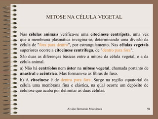 MITOSE NA CÉLULA VEGETAL
Nas células animais verifica-se uma citocinese centrípeta, uma vez
que a membrana plasmática invagina-se, determinando uma divisão da
célula de "fora para dentro", por estrangulamento. Nas células vegetais
superiores ocorre a citocinese centrífuga, de "dentro para fora".
São duas as diferenças básicas entre a mitose da célula vegetal, e a da
célula animal.
a) Não há centríolos nem áster na mitose vegetal, chamada portanto de
anastral e acêntrica. Mas formam-se as fibras do fuso.
b) A citocinese é de dentro para fora. Surge na região equatorial da
célula uma membrana fina e elástica, na qual ocorre um depósito de
celulose que acaba por delimitar as duas células.
Alvido Bernardo Muaviraca 94
 