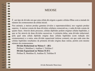 MEIOSE
É um tipo de divisão em que uma célula dá origem a quatro células-filhas com a metade do
número de cromossomos da célula inicial.
Nos animais, a meiose produz gametas (óvulos e espermatozóides); nos vegetais produz
esporos. A meiose consta de duas divisões celulares consecutivas, e cada divisão consta de
quatro fases. Através deste processo, células diplóides podem originar células haplóides, o
que se faz através de duas divisões sucessivas. A primeira delas, uma divisão reducional,
pela qual uma célula diplóide origina duas células haplóides (com redução dos
cromossomos) e a outra, uma divisão equacional (mitose comum), em que cada uma das
células haplóides resultantes da primeira divisão origina duas outras, porém com mesmo
número de cromossomos.
Divisão Reducional ou Meiose I – (R!)
Prófase I, Metáfase I, Anáfase I, Telófase I
Divisão Equacional ou Meiose II (E!)
Prófase II, Metáfase II, Anáfase II, Telófase II
95Alvido Bernardo Muaviraca
 