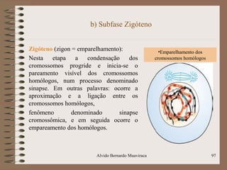 b) Subfase Zigóteno
Zigóteno (zigon = emparelhamento):
Nesta etapa a condensação dos
cromossomos progride e inicia-se o
pareamento visível dos cromossomos
homólogos, num processo denominado
sinapse. Em outras palavras: ocorre a
aproximação e a ligação entre os
cromossomos homólogos,
fenômeno denominado sinapse
cromossômica, e em seguida ocorre o
empareamento dos homólogos.
Alvido Bernardo Muaviraca 97
•Emparelhamento dos
cromossomos homólogos
 