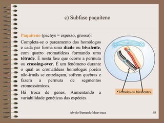 c) Subfase paquíteno
Paquíteno (pachys = espesso, grosso):
Completa-se o pareamento dos homólogos
e cada par forma uma díade ou bivalente,
com quatro cromatídeos formando uma
tétrade. É nesta fase que ocorre a permuta
ou crossing-over. É um fenómeno durante
o qual as cromatídeas homólogas porém
não-irmãs se entrelaçam, sofrem quebras e
fazem a permuta de segmentos
cromossómicos.
Há troca de genes. Aumentando a
variabilidade genéticas das espécies.
Alvido Bernardo Muaviraca 98
•Tétrades ou bivalentes
 