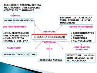 CLONACIÓN, TERAPIA GÉNICA
MEJORAMIENTO DE ESPECIES
VEGETALES Y ANIMALES

     EJEMPLO
                                        ESTUDIO DE LA ESTRUC-
 AVANCES EN GENÉTICA                    TURA CELULAR A NIVEL
                                        MOLECULAR
QUE HAN PERMITIDO                             DONDE INTERVIENEN

                            DESTACAN
 MIC. ELECTRÓNICO                               CARBOHIDRATOS
 ULTRACENTRÍFUGA                                LÍPIDOS
 ING. GENÉTICA
                       BIOLOGÍA MOLECULAR       PROTEÍNAS
 MANEJO DEL DNA                                 AC. NUCLÉICOS
                             DESTACAN

   TALES COMO                                   ¿QUÉ FUNCIÓN
                              ES LA               REALIZAN?

AVANCES TECNOLOGÍCOS                        ESTUDIO DE LA FUN-
                                            CIÓN CELULAR A NI-
                          BIOLOGÍA ACTUAL   VEL MOLECULAR
 