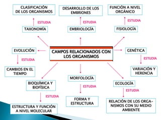 CLASIFICACIÓN            DESARROLLO DE LOS   FUNCIÓN A NIVEL
    DE LOS ORGANISMOS              EMBRIONES          ORGÁNICO

                                                           ESTUDIA
                 ESTUDIA                ESTUDIA

        TAXONOMÍA                 EMBRIOLOGÍA         FISIOLOGÍA




   EVOLUCIÓN               CAMPOS RELACIONADOS CON         GENÉTICA
                               LOS ORGANISMOS                        ESTUDIA
       ESTUDIA


CAMBIOS EN EL                                                 VARIACIÓN Y
   TIEMPO                                                      HERENCIA
                                  MORFOLOGÍA
          BIOQUÍMICA Y                                ECOLOGÍA
            BIOFÍSICA                   ESTUDIA
                                                           ESTUDIA
                     ESTUDIA
                                    FORMA Y
                                                   RELACIÓN DE LOS ORGA-
                                  ESTRUCTURA
  ESTRUCTURA Y FUNCIÓN                              NISMOS CON SU MEDIO
    A NIVEL MOLECULAR                                    AMBIENTE
 