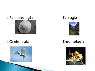    Paleontología   Ecología




   Ornitología     Entomología
 