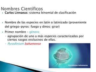    Carlos Linnaeus: sistema binomial de clasificación


   Nombre de las especies en latín o latinizado (proveniente
    del griego-pyros: fuego y dinos: girar)
   Primer nombre – género
    ◦ agrupación de uno a más especies caracterizadas por
      ciertos rasgos exclusivos de ellas.
    ◦ Pyrodinium bahamense
 