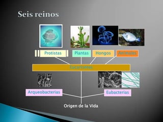 Protistas        Plantas    Hongos   Animales


                     Eucariontes




Arqueobacterias                        Eubacterias


                   Origen de la Vida
 