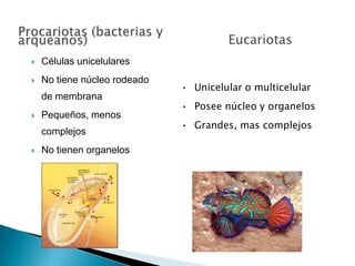 Eucariotas
   Células unicelulares
   No tiene núcleo rodeado
                              • Unicelular o multicelular
    de membrana
                              • Posee núcleo y organelos
   Pequeños, menos
                              • Grandes, mas complejos
    complejos
   No tienen organelos
 