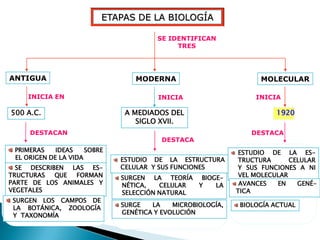 ETAPAS DE LA BIOLOGÍA

                                       SE IDENTIFICAN
                                            TRES




ANTIGUA                           MODERNA                          MOLECULAR

    INICIA EN                           INICIA                    INICIA

500 A.C.                       A MEDIADOS DEL                           1920
                                  SIGLO XVII.
     DESTACAN                                                    DESTACA
                                         DESTACA
 PRIMERAS    IDEAS    SOBRE                                   ESTUDIO DE LA ES-
 EL ORIGEN DE LA VIDA         ESTUDIO DE LA ESTRUCTURA        TRUCTURA      CELULAR
  SE DESCRIBEN LAS ES-        CELULAR Y SUS FUNCIONES         Y SUS FUNCIONES A NI
TRUCTURAS   QUE FORMAN        SURGEN LA TEORÍA BIOGE-         VEL MOLECULAR
PARTE DE LOS ANIMALES Y       NÉTICA,   CELULAR Y  LA         AVANCES   EN    GENÉ-
VEGETALES                     SELECCIÓN NATURAL              TICA
 SURGEN LOS CAMPOS DE
 LA BOTÁNICA, ZOOLOGÍA        SURGE   LA    MICROBIOLOGÍA,    BIOLOGÍA ACTUAL
 Y TAXONOMÍA                  GENÉTICA Y EVOLUCIÓN
 