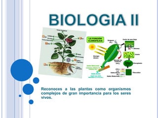 Reconoces a las plantas como organismos
complejos de gran importancia para los seres
vivos.
 